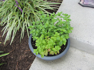 Gardening with Bobbins of Basil