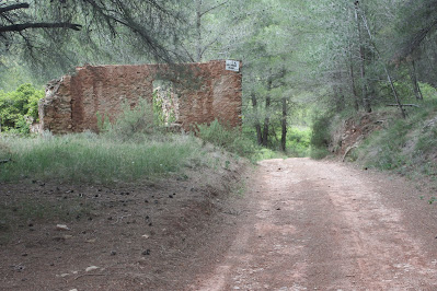 ARBRES SINGULARS A L'ALBÀ-AIGUAMÚRCIA-ALT CAMP, Camí del Pla de Manlleu a Aiguamúrcia i Pallissa de la Putxa