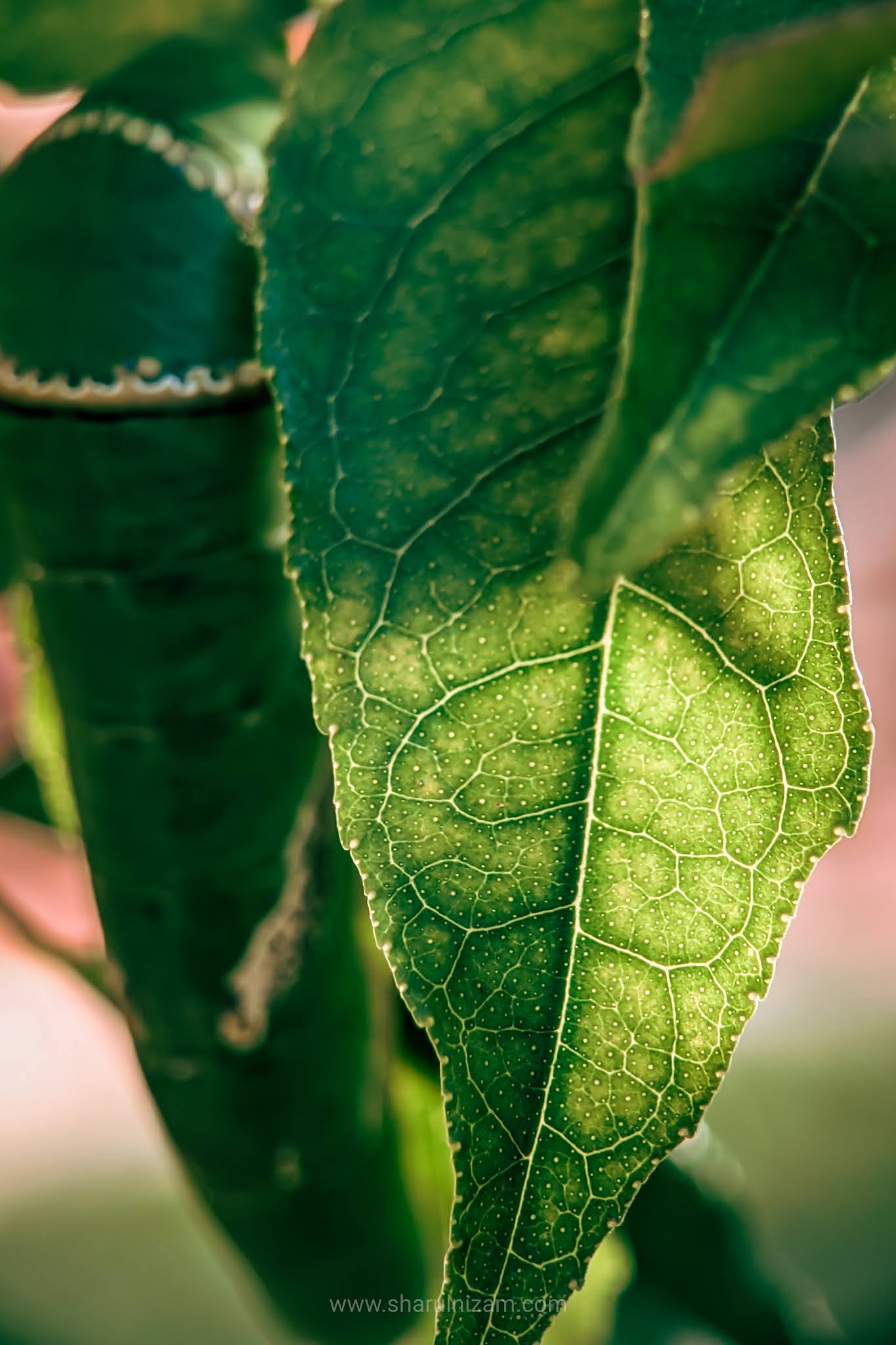 10 Gambar Macro Photography Di Halaman Rumah (Lensbong Nikon 35 mm & Samsung A52)