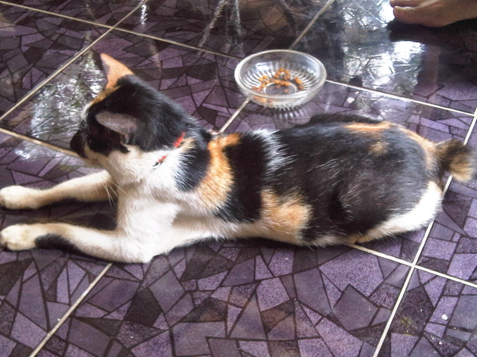 Jual kucing kembang telon jantan: Jual kucing Kembang 