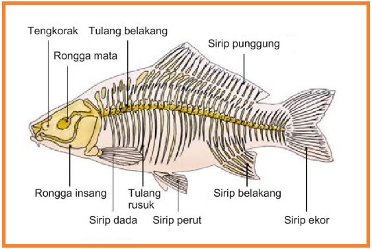 ANATOMI COMPARATIVA IKAN  MAS Berita Biologi