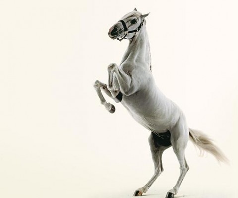 white horse Wallpapers