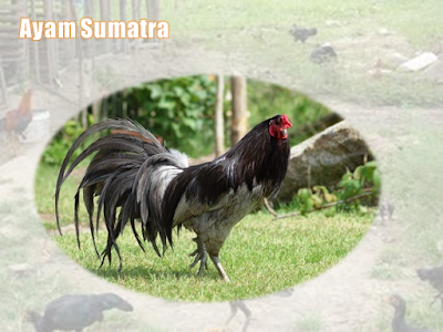 Ayam Sumatra