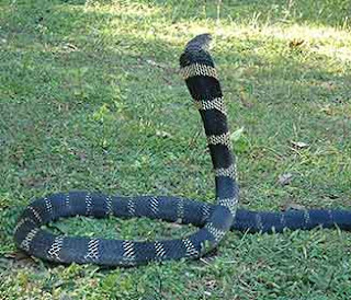 10 jenis ular dengan bisa paling mematikan AMPUH BLOG