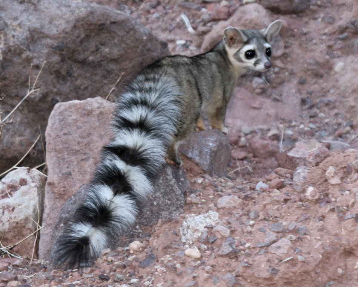 Back Into Nature Nature s Neighbors Ringtail 