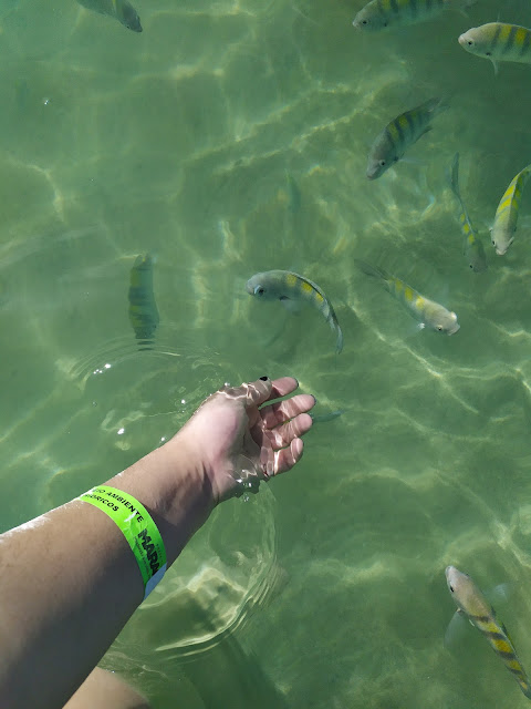 Peixinhos em Maragogi