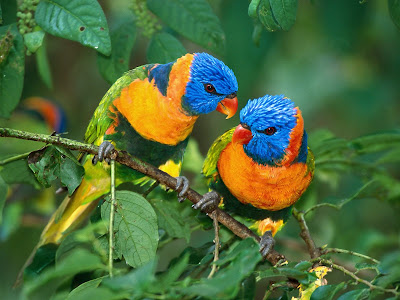 Pair Small Bird Wallpaper