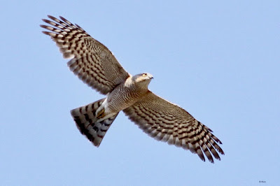 Eurasian Sparrowhawk