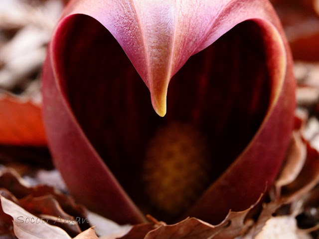 Symplocarpus renifolius