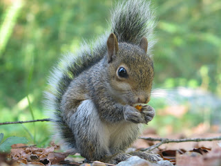 squirrel pets animal wallpaper