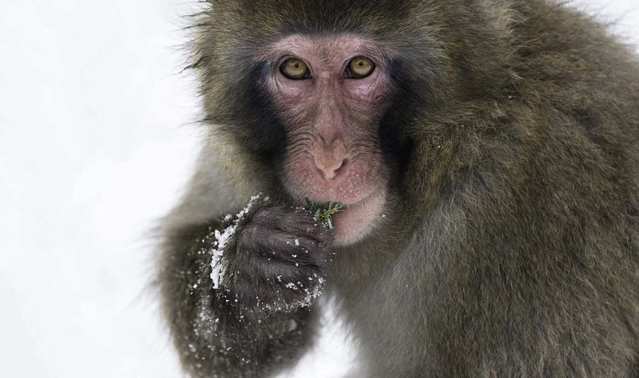 Macaco fugitivo ‘Kingussie Kong’ é capturado após cinco dias de perseguição.
