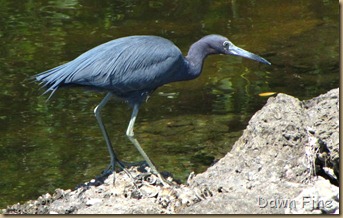 more sanibel_042