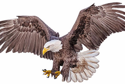 An eagle swooping down painted on white background