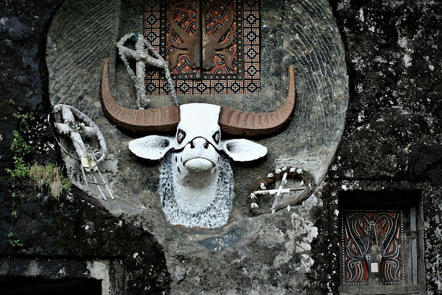 Сулавеси, изображение буйвола