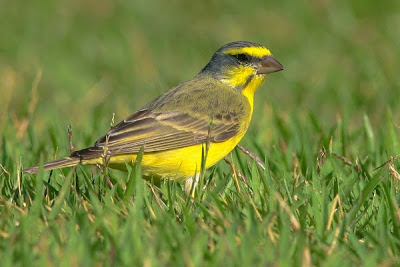 cara ternak bebek petelur sukses