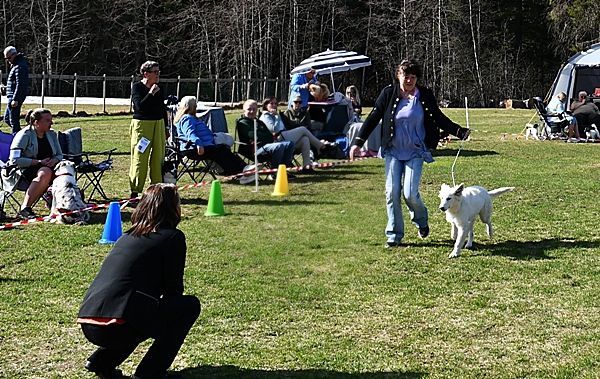 utstilling valpeshow hvit gjeterhund