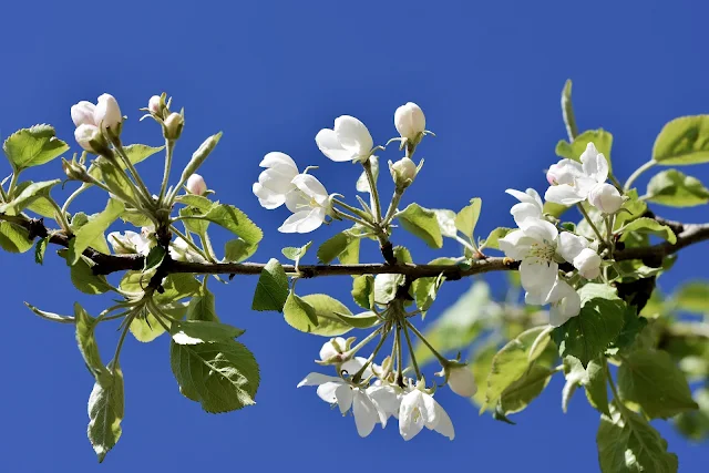 Beautiful Leafs And Flower