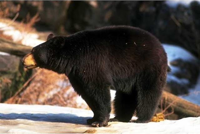 American Black Bear