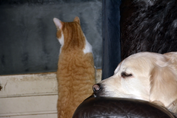 katt og hund goldenretriever