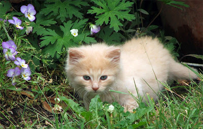 kitten cats Healthy White Breeds Cats Photo
