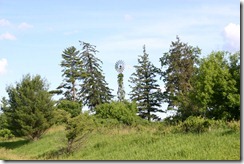 strange tree