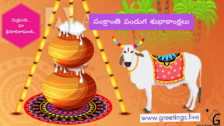Pongal greetings with Bull and pongal pots