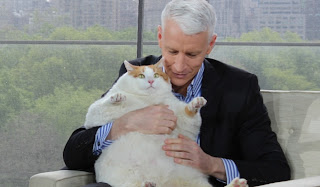 Anderson Cooper, cat, fat cat, awkward