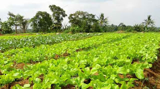 Sayuran organik, jual sayur organik di Bogor, pertanian organik, memanfaatkan lahan tidur, pemanfaatan lahan tidur, pelatihan pertanian organik di Bogor, pelatihan urban farming, bibit buah unggul