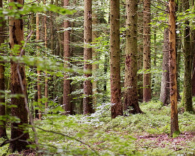 Image of the beautiful summer light on the trees of Poisy forest