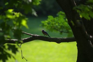 bluebird