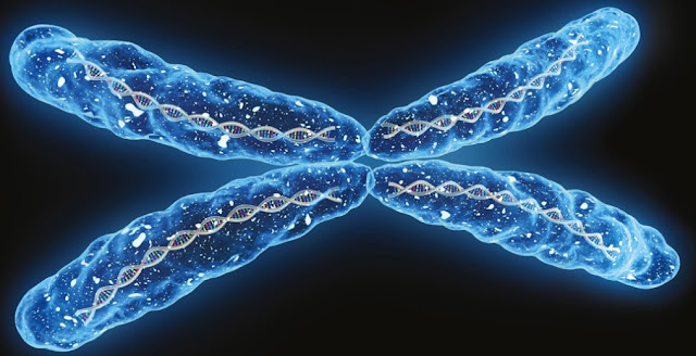 Teoria cromosomica de la herencia y biologia