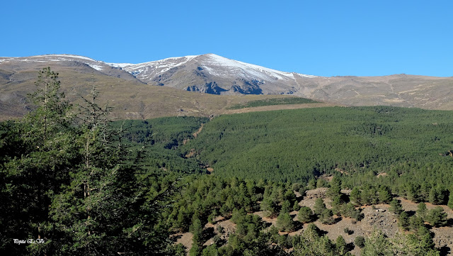 Umbría la Mata, Sierra Nevada