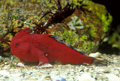 Are handfish walking towards extinction?  Seen On www.coolpicturegallery.us