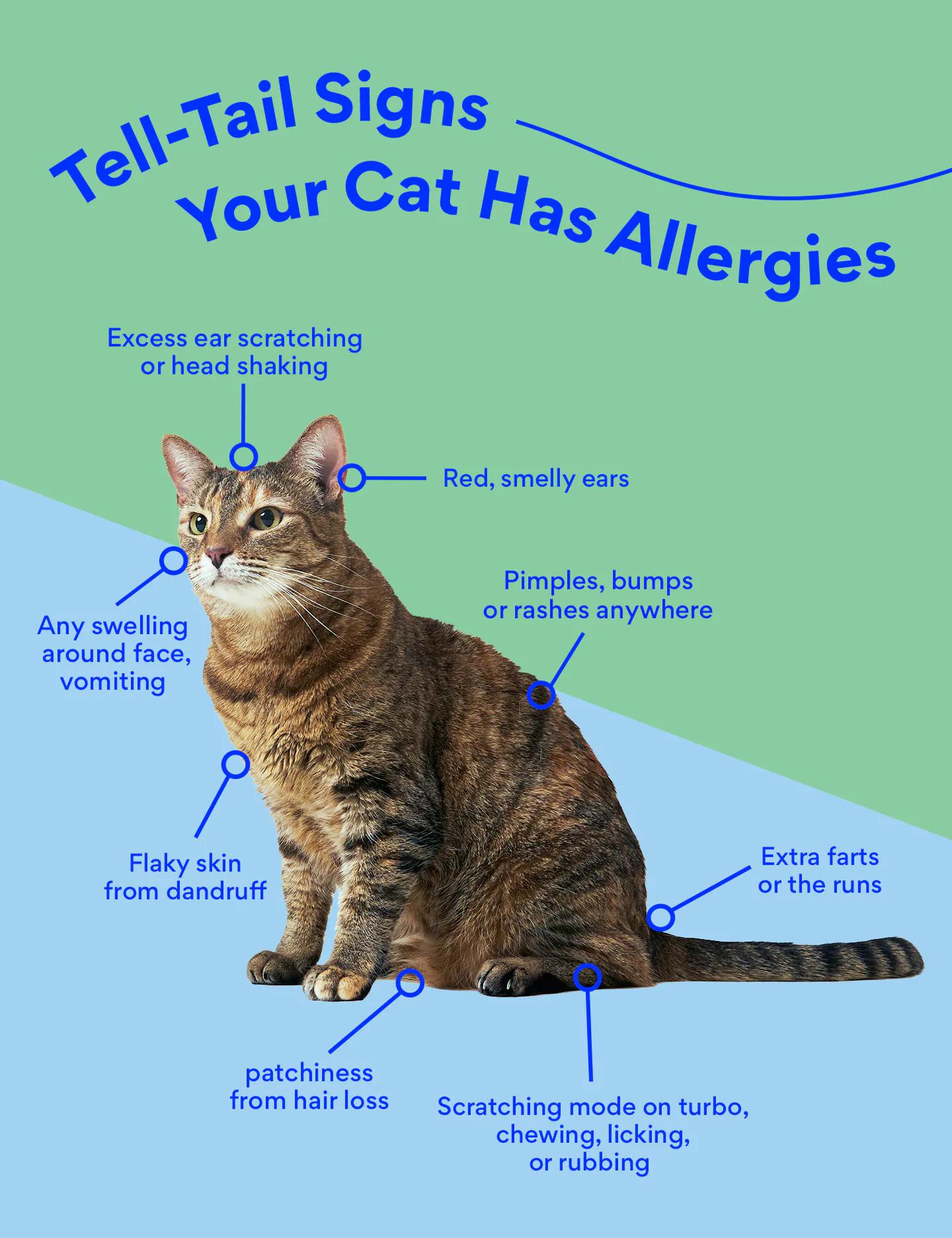 Tell-Tail signs your cat has allergies