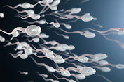 apakah menelan sperma aman dan bagaimana menurut hukumIslam