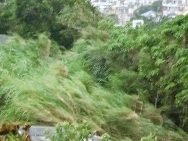 台風19号(ヴォンフォン)の写真