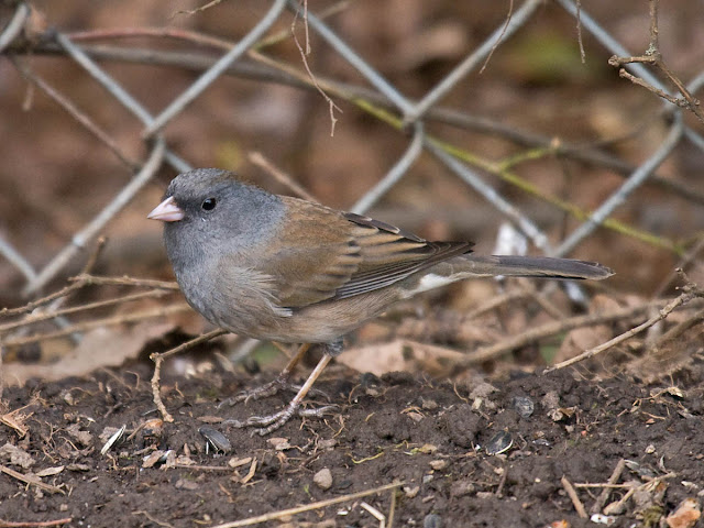 Cassiar Junco