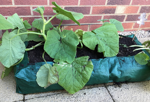 pumpkin plants