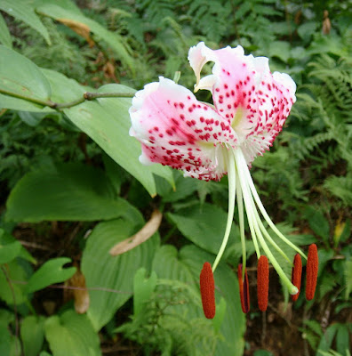 Лилия прекрасная (Lilium speciosum)