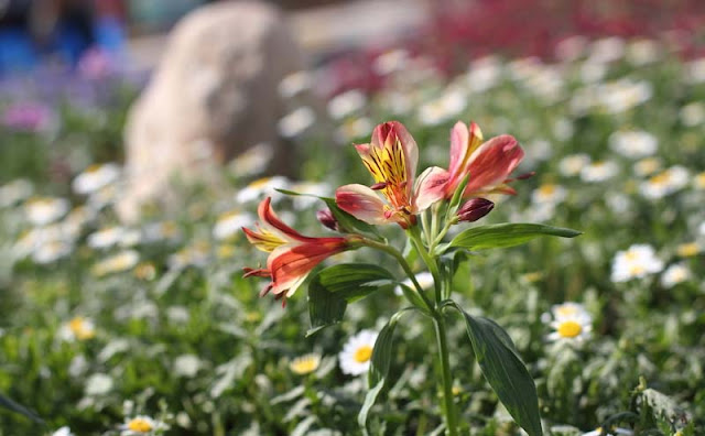 Peruvian Lily Flowers Pictures