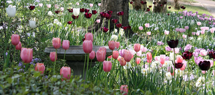 Mississippi Tulips