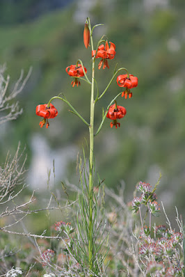 Лилия помпонная (Lilium pomponium)