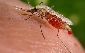 Anopheles mosquitoes