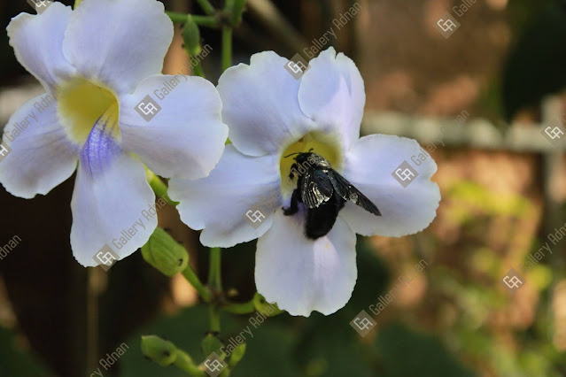 Bee on a flower,photography,Canon EOS 1500D,adobe stock