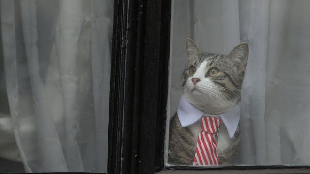 El gato de Julian Assange se fue de la Embajada de Ecuador antes de su arresto