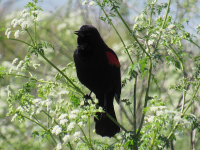 red-winged blackbird sacramento national wildlife refuge california birding bird photography birdwatching hotspots pacific flyway birder