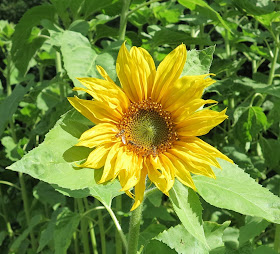 sunflower, Belgium, the Ardennes, ByHaafner