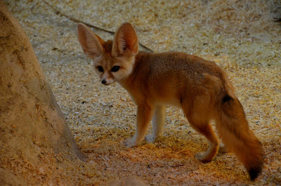 #fauna,#Flora,Fauna,Flora,Tiere,Vögel,Fische,Insekten,Blumen,Bäume, Berge, Meer,Ozean,Natur,Sonne, Mond,animals,birds,fish,insects,flowers,trees,mountains,sea