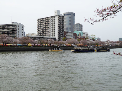 桜之宮公園の桜並木（お花見ウォーキング）