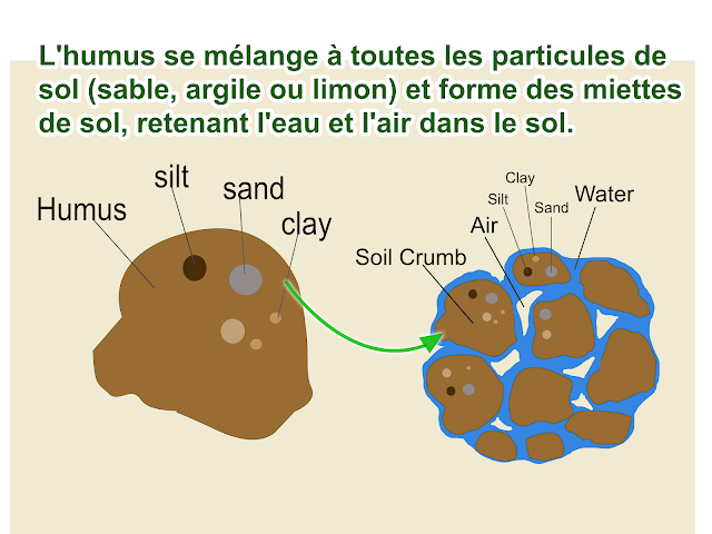 L'humus se mélange au sable, à l'argile ou au limon et forme une structure granuleuse du sol